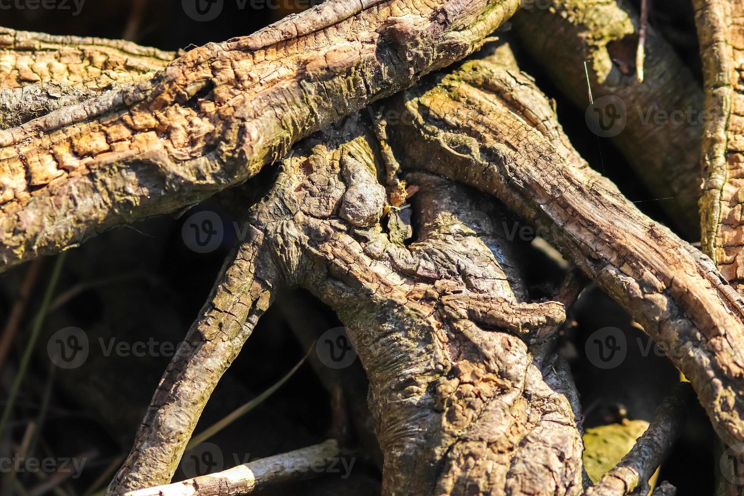 vista detallada de cerca en diferentes superficies de madera que muestran troncos de tablones y superficies de madera en alta resolución. foto