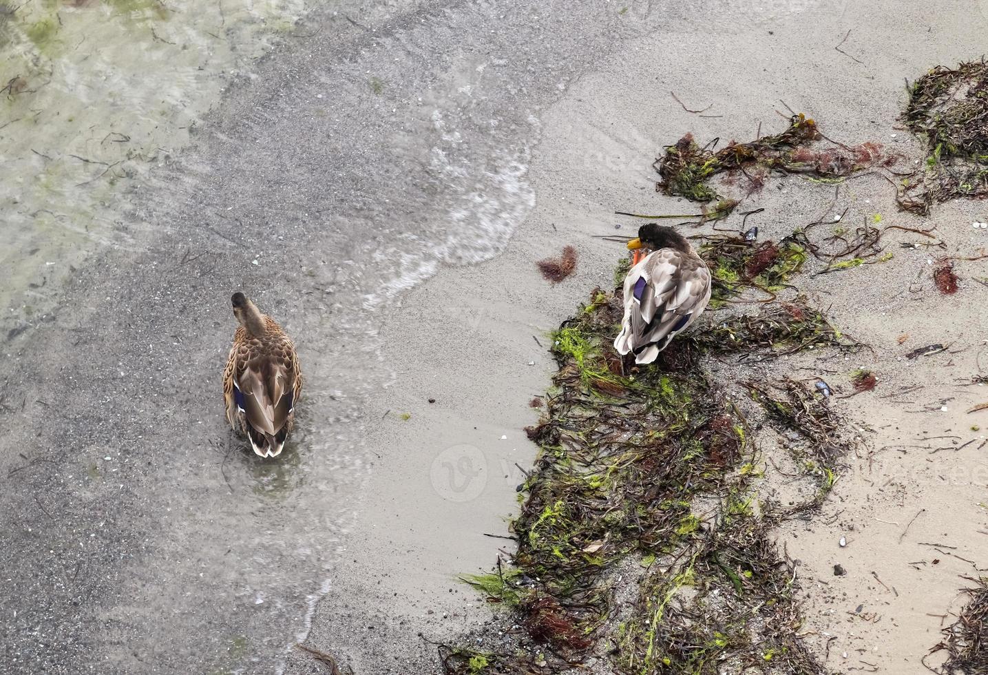 hermosa pareja de patos nadando en el agua en una costa en alemania. foto