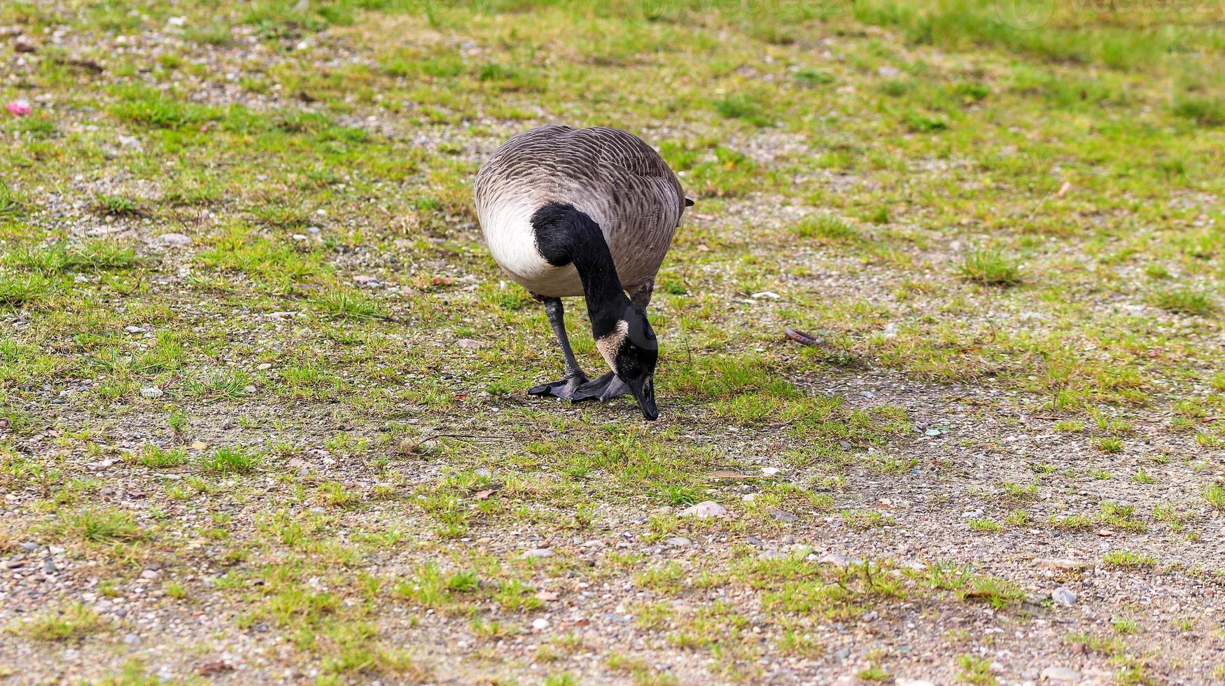 Lots of beautiful european goose birds at a lake on a sunny day photo