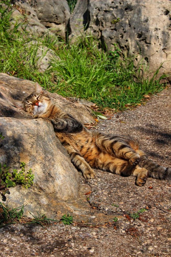 Wild Cat Resting Floor with Sunbeams on Stone photo