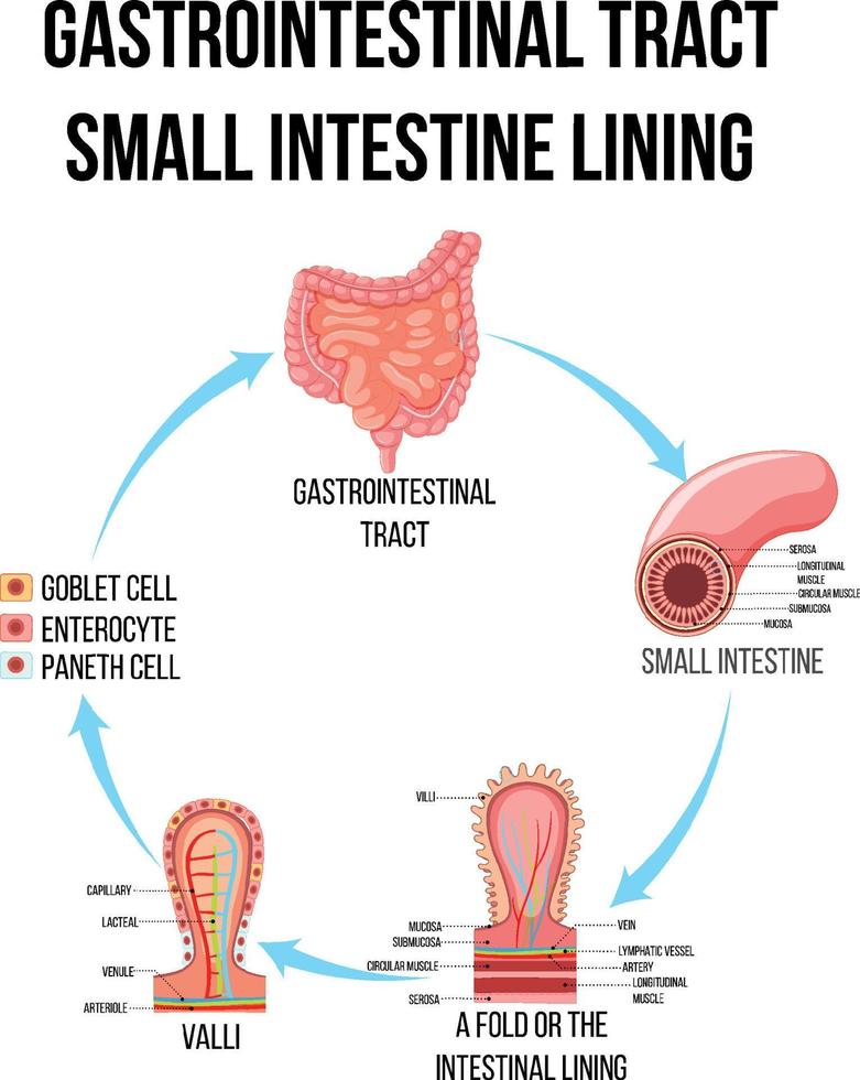 diagrama que muestra el tracto gastrointestinal en el intestino delgado vector