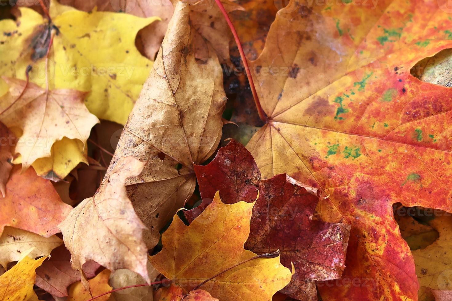 Beautiful colorful autumn leaves on the ground for backgrounds or textures photo