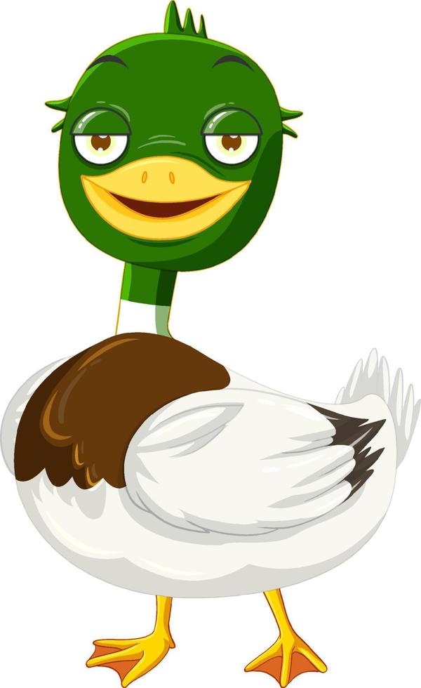 Cute mallard duck cartoon character vector