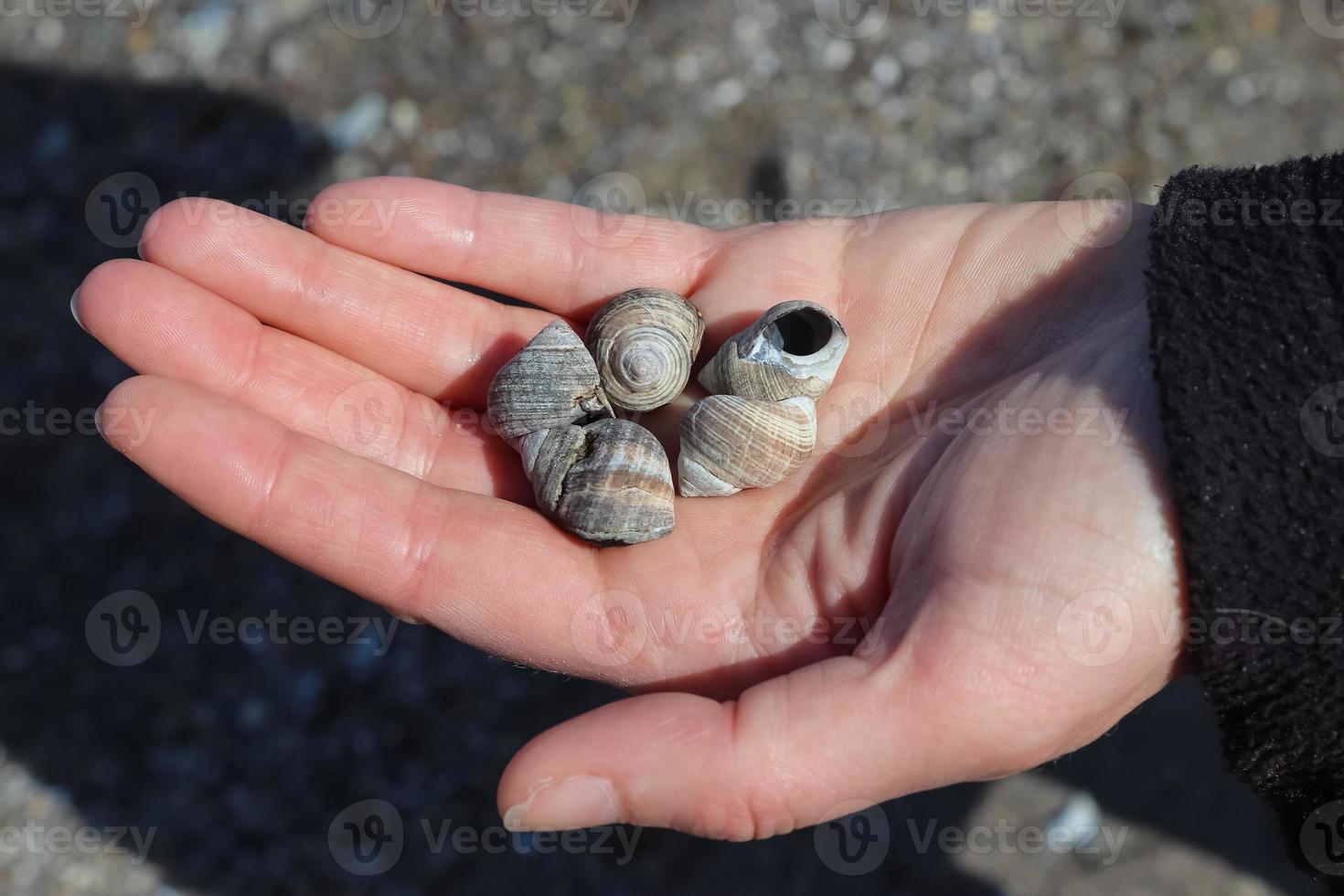 varias conchas de caracol en una mano femenina abierta. foto