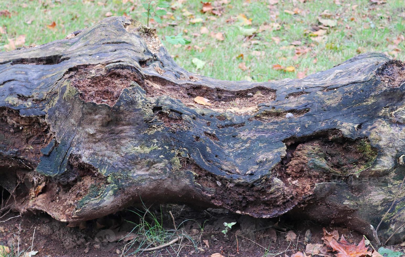 Close up view on different wood surfaces of planks logs and wooden walls in high resolution photo