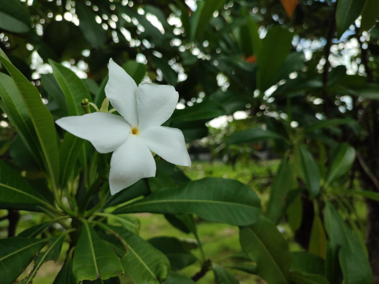 flor del árbol de pong-pong o con el nombre científico cerbera odollam foto