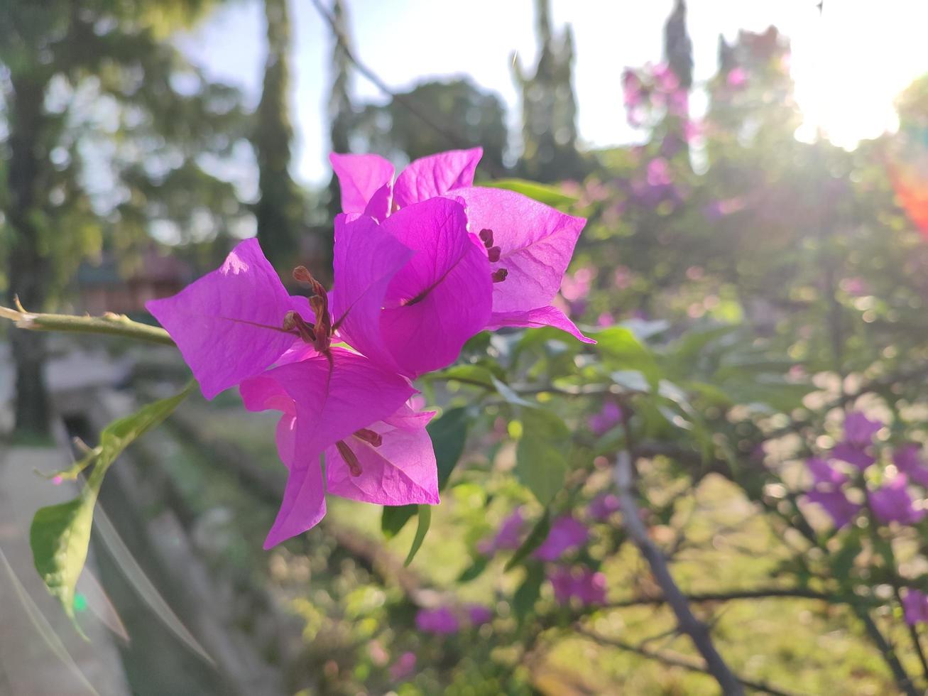 Bougainvillea glabra plant that thrives in the garden photo