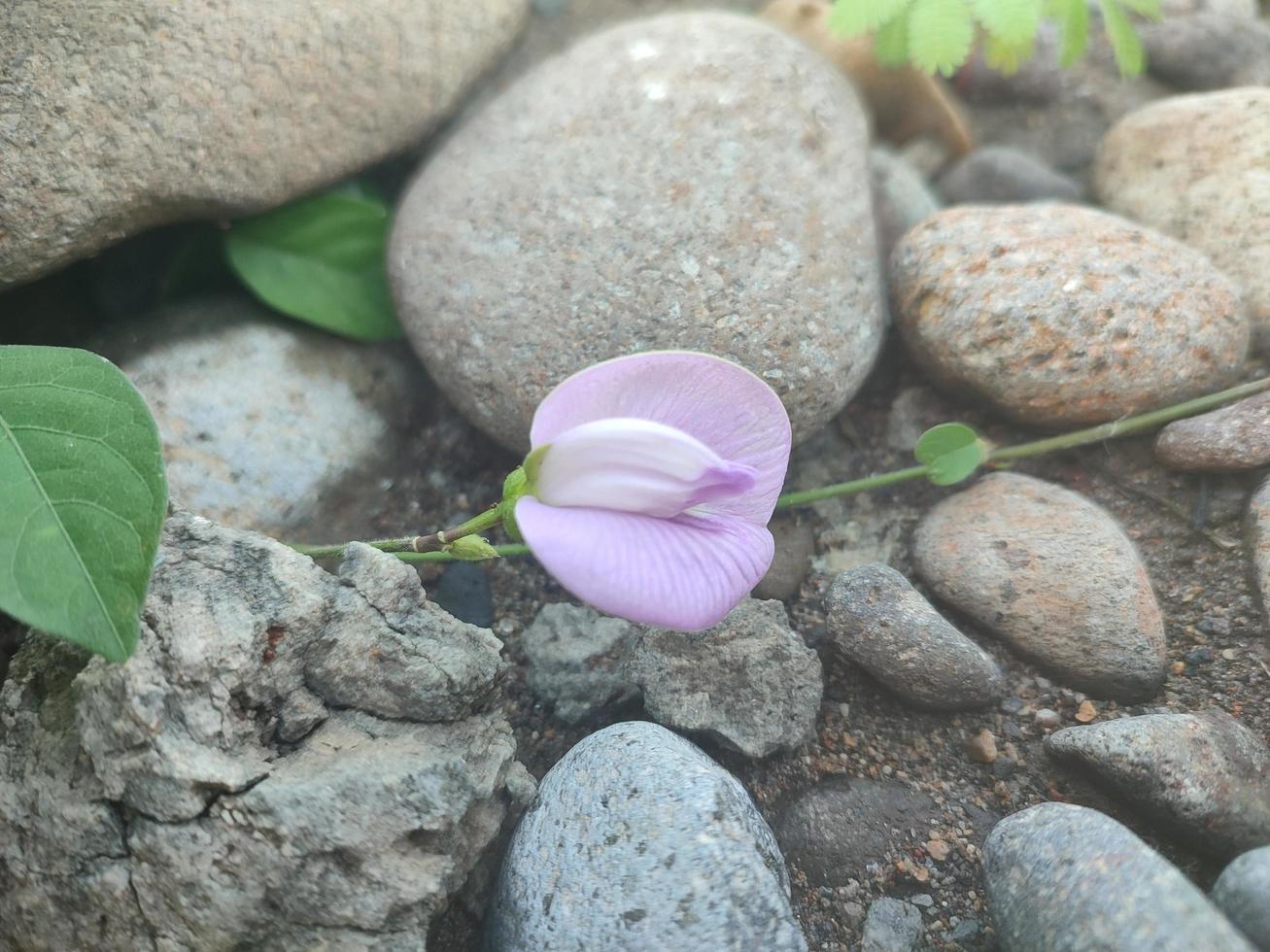 centrosema virginianum planta que crece enredaderas alrededor de las rocas foto