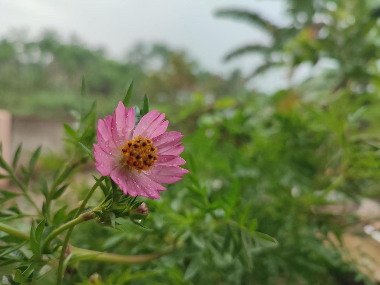 The flower of the Cosmos caudatus plant is very beautiful pink photo