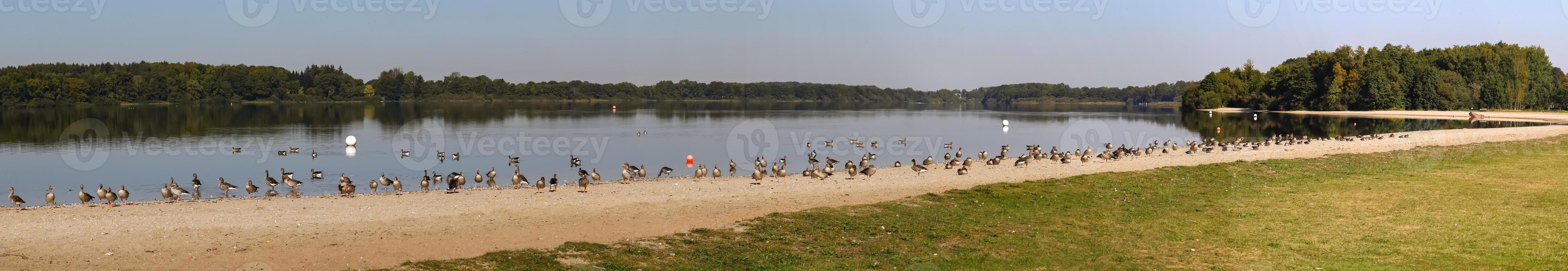 Lots of beautiful european goose birds at a lake on a sunny day photo