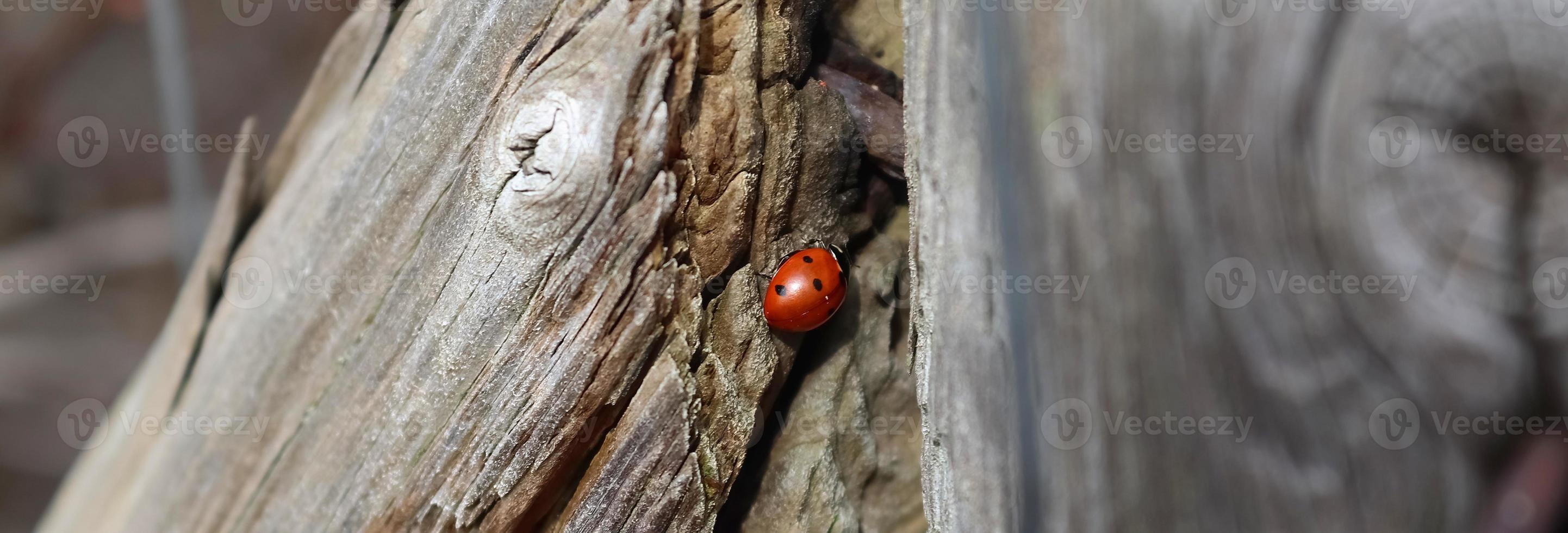 Selective focus macro of a red ladybug walking on weathered wood. photo