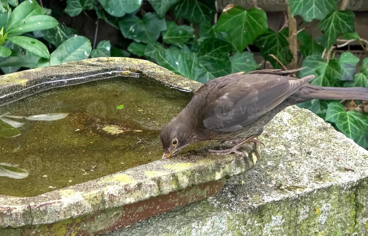 Close up on a cute little blackbird and having fun in a bird bath on a sunny day in summer photo