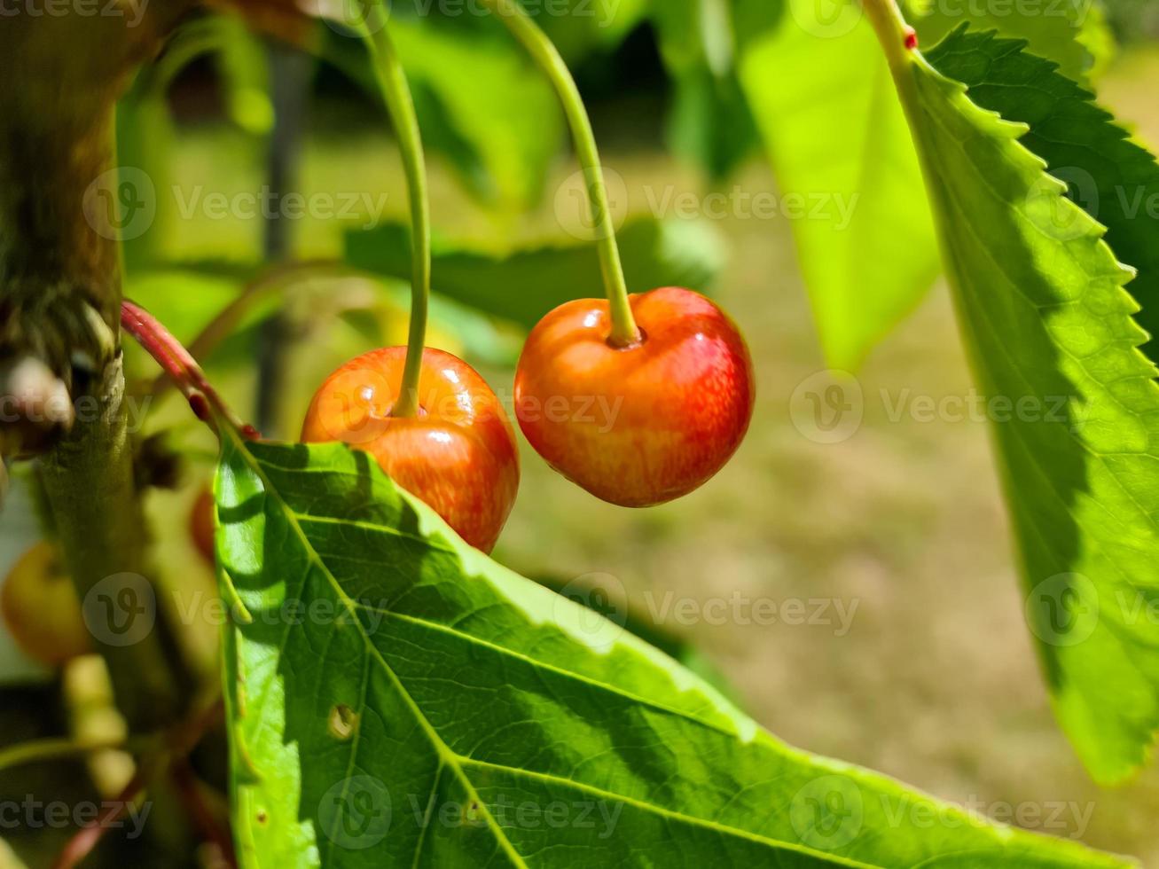 cierre el enfoque selectivo de las cerezas amarillas y rojas en un pequeño cerezo. foto