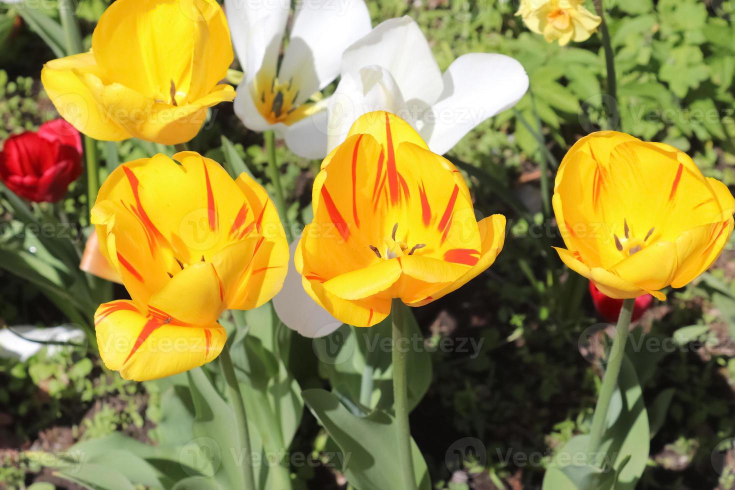 hermosa vista en un colorido campo de flores de tulipanes en un día soleado de verano foto