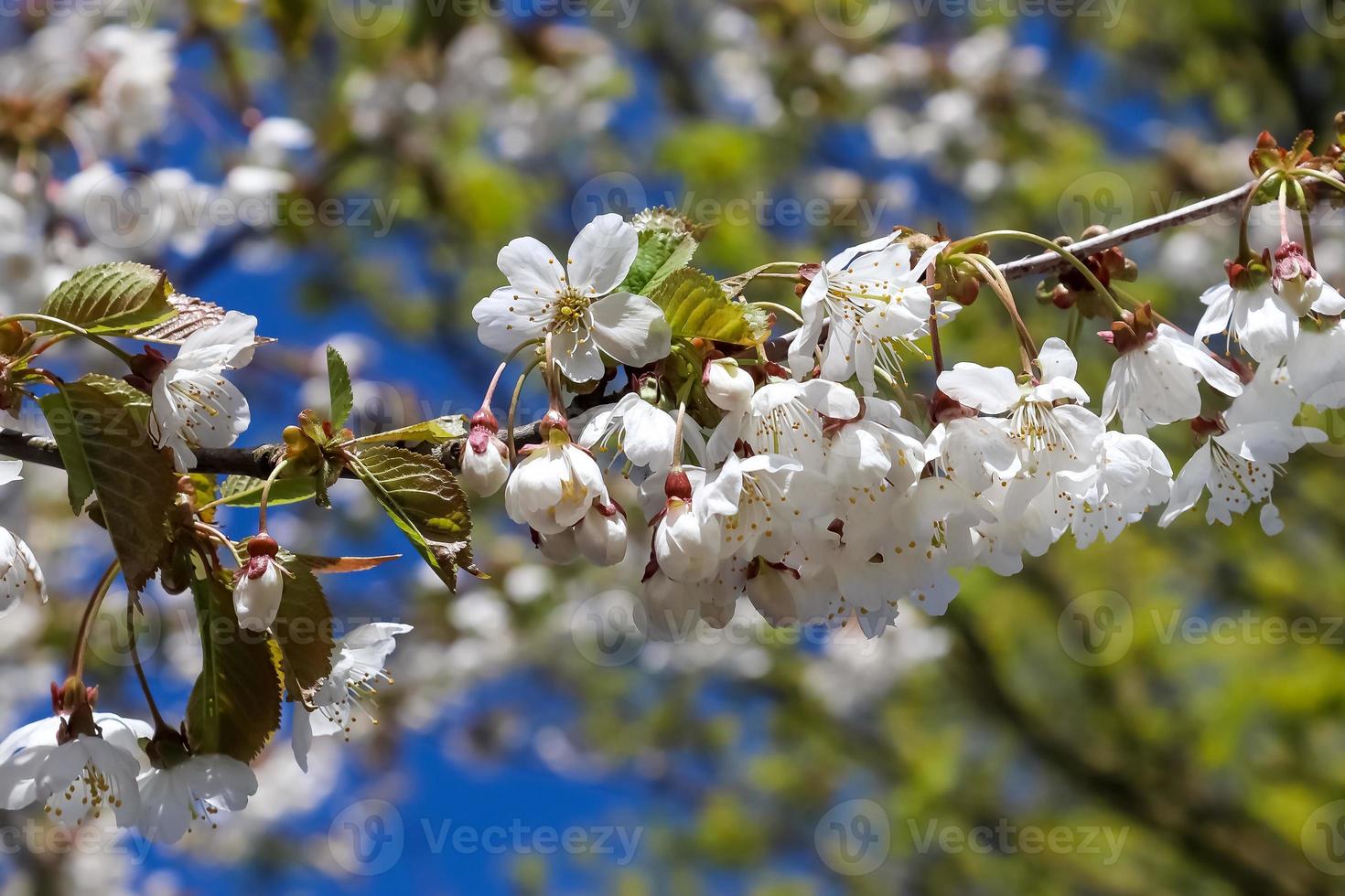 Selective focus of beautiful cherry trees in blossom during springtime photo