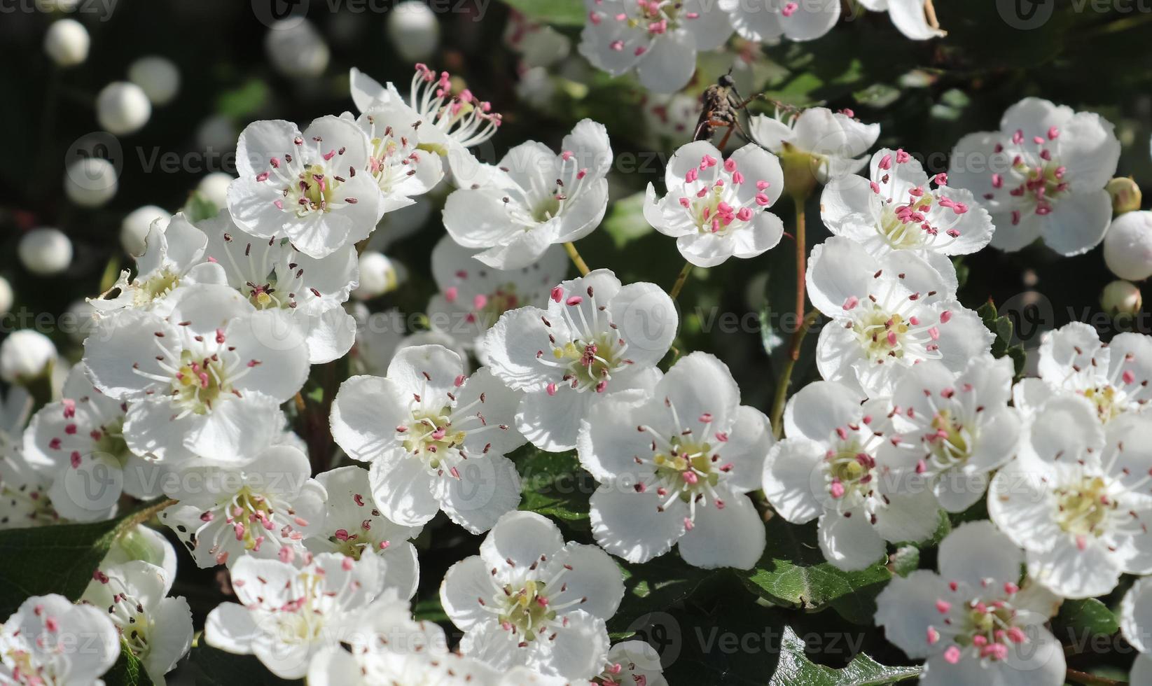 Beautiful cherry and plum trees in blossom during springtime with colorful flowers photo