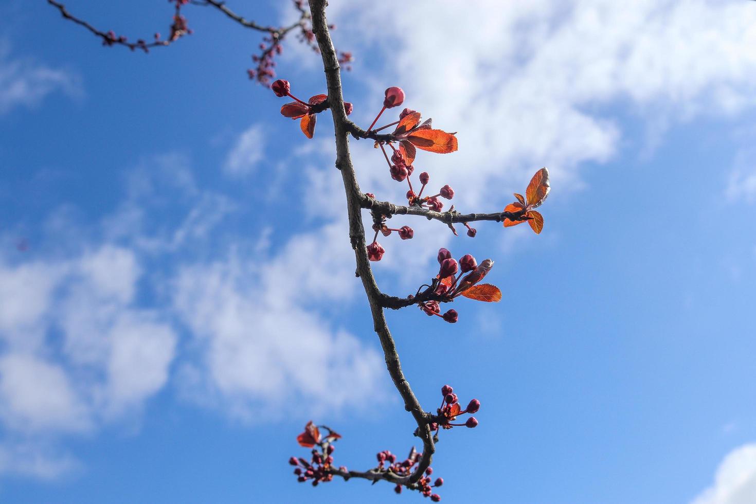 hermosos árboles florecientes en flor durante la primavera contra el cielo azul. foto