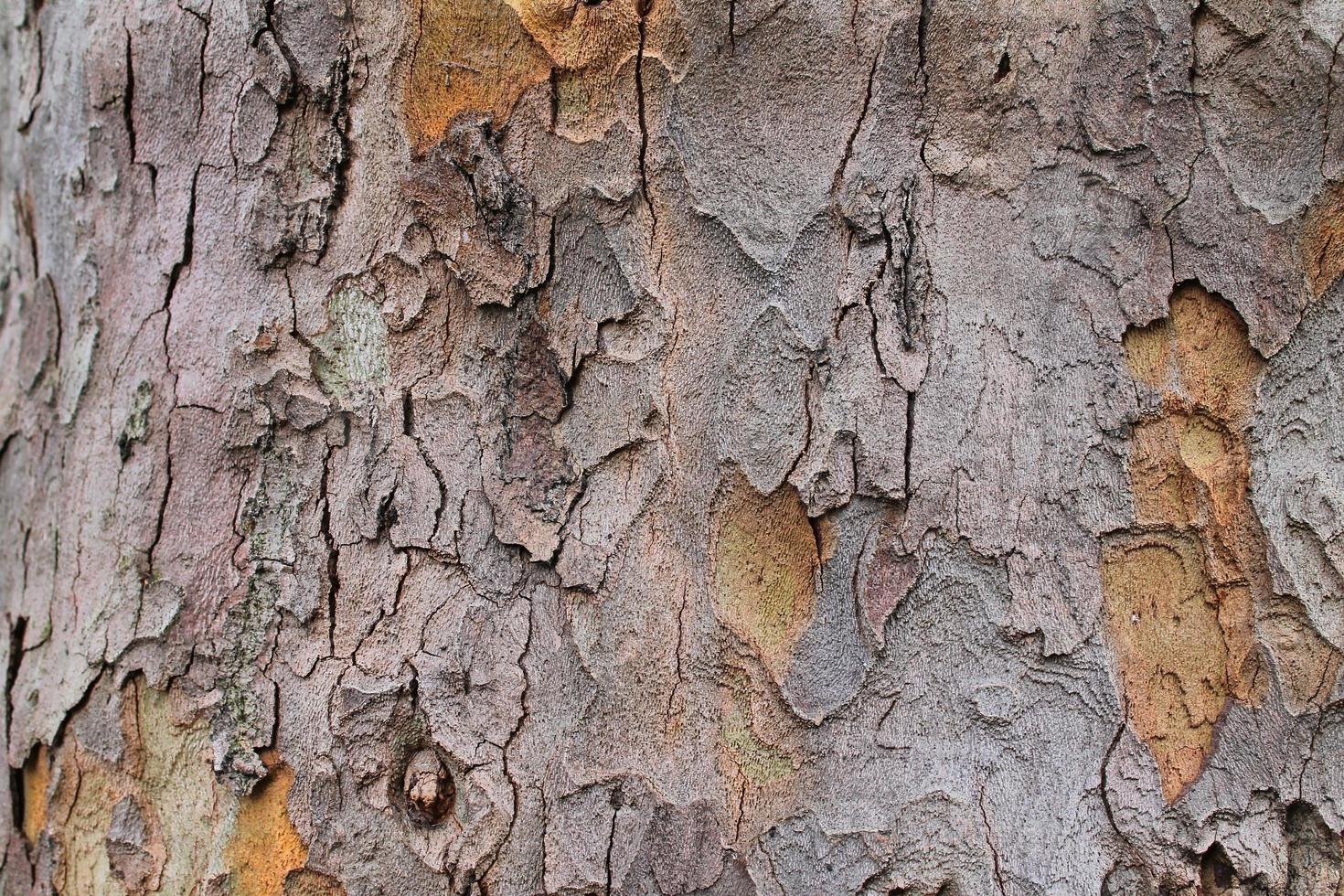 Close up view on different wood surfaces of planks logs and wooden walls in high resolution photo