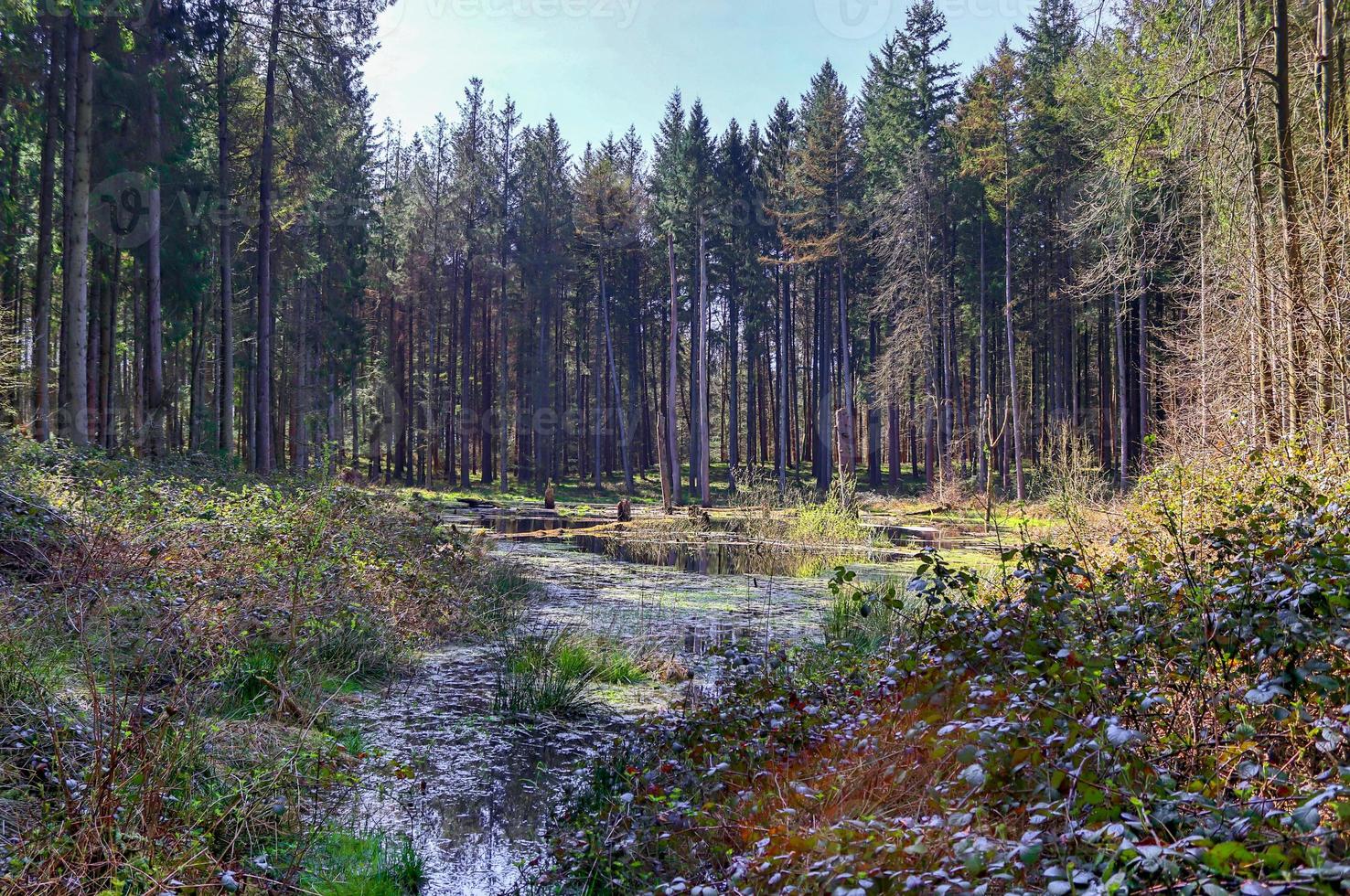 A clearing in a coniferous forest with a body of water in the swamp. photo