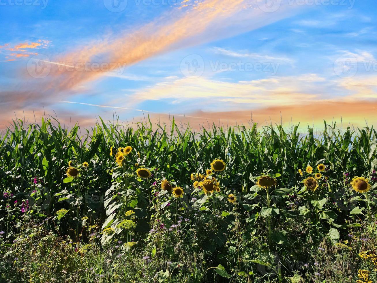 Beautiful yellow Sunfluwer in a rural environment in front of a crop field on a sunny day. photo