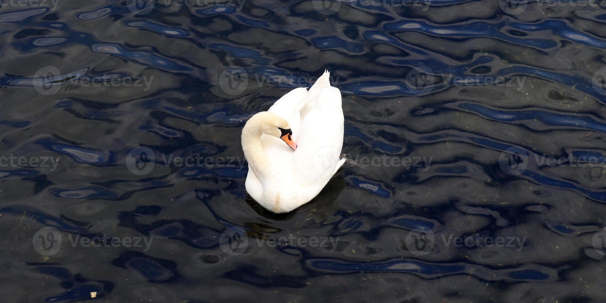 White swans on rippled blue water. photo