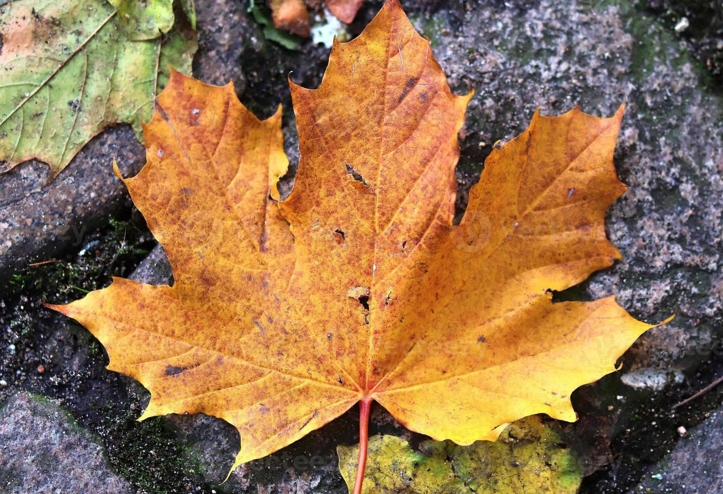 hermosas hojas de otoño coloridas en el suelo para fondos o texturas foto