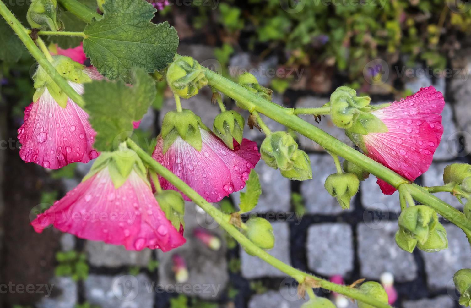 stockroses de flores rosas de cerca sobre un fondo verde y fresco foto