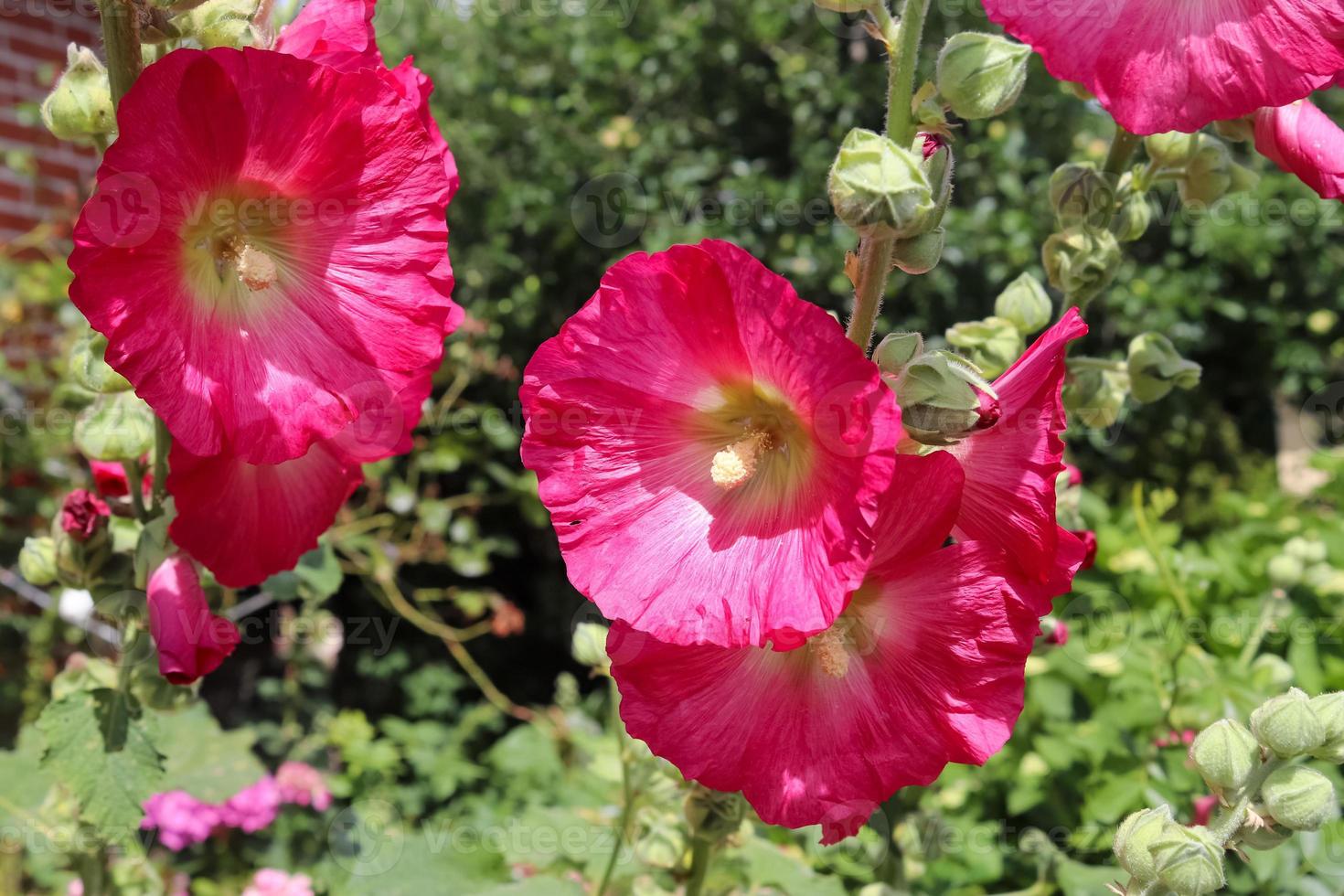 stockroses de flores rosas de cerca sobre un fondo verde y fresco foto