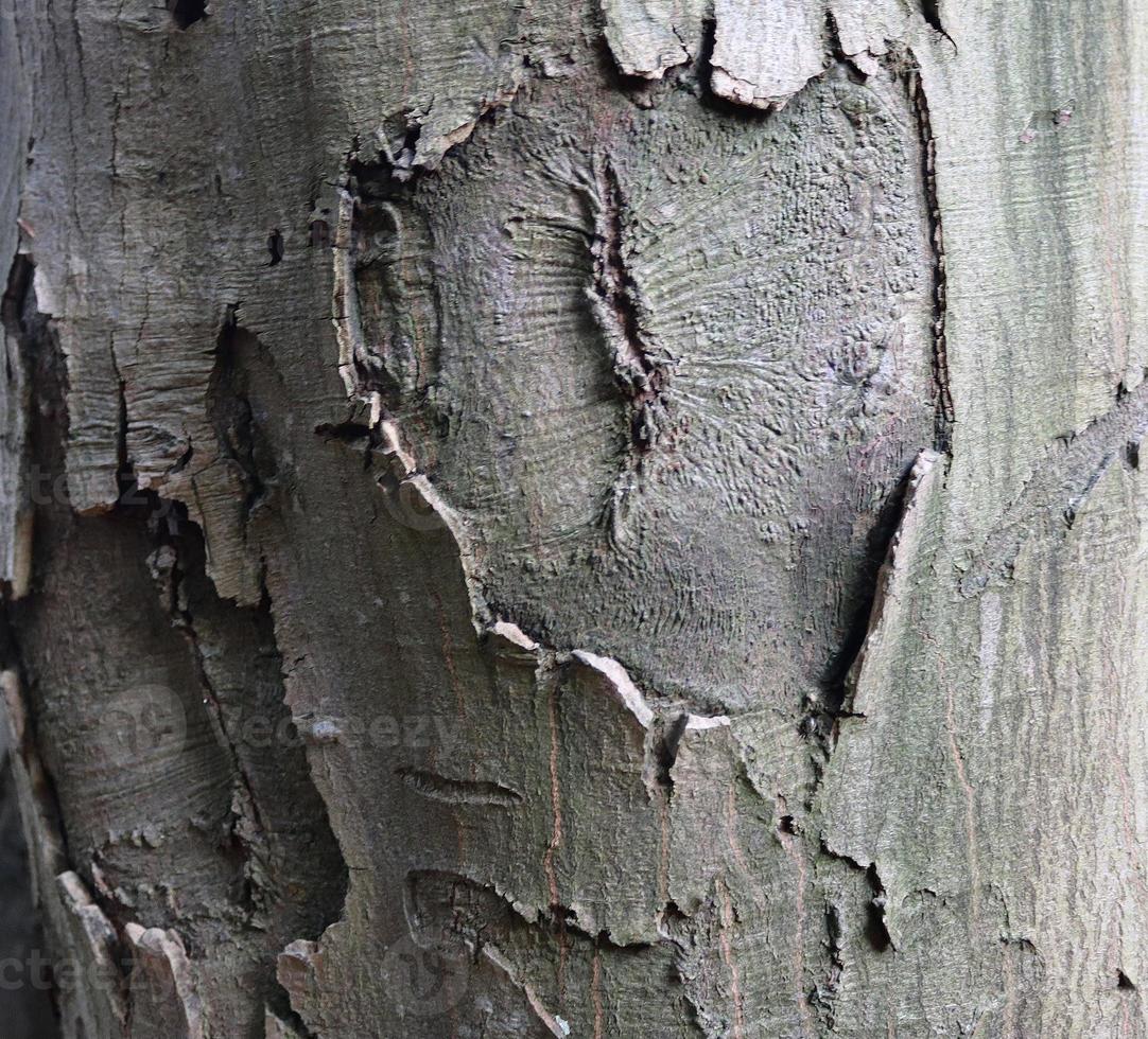 Close up view on different wood surfaces of planks logs and wooden walls in high resolution photo