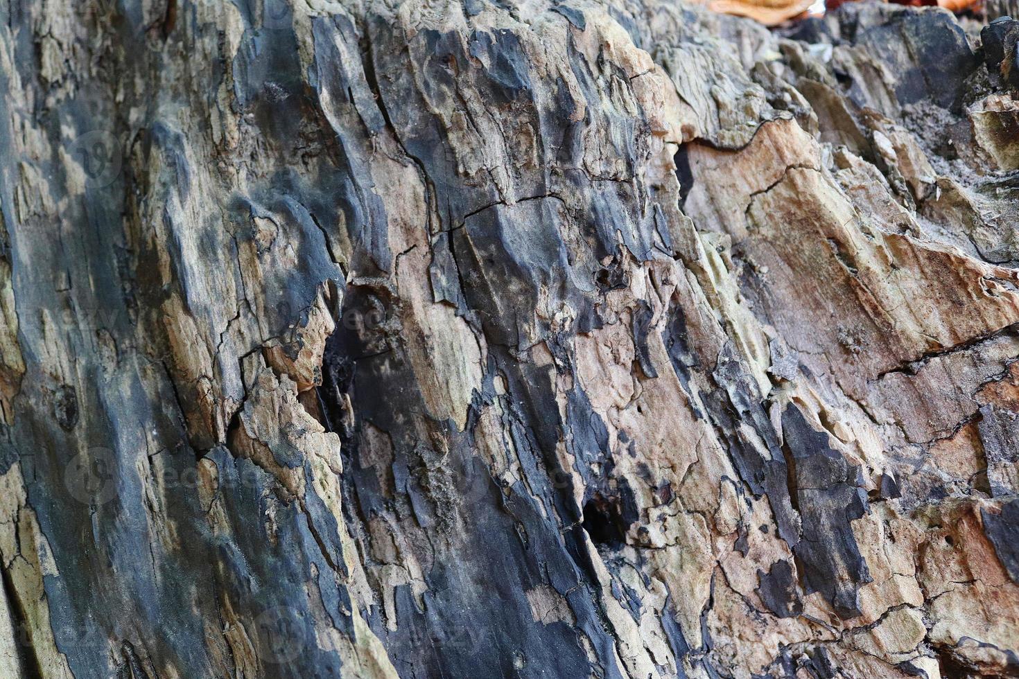 Close up view on different wood surfaces of planks logs and wooden walls in high resolution photo