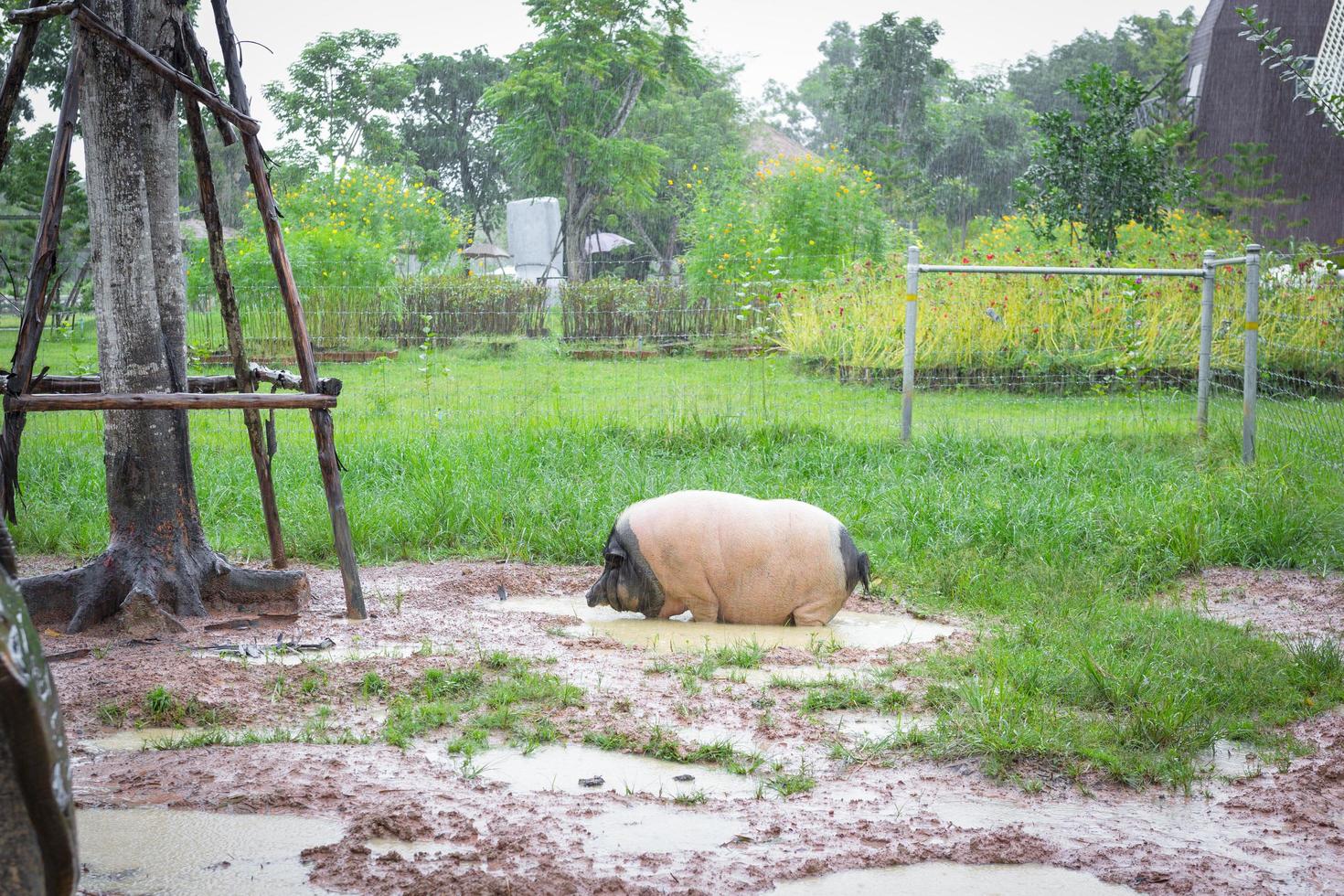 un cerdo, blanco y negro, estaba cómodamente parado en un pozo fangoso en un día lluvioso. foto