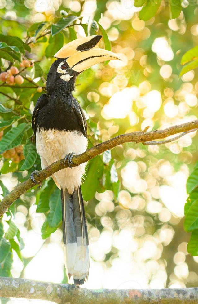 Oriental pied hornbill bird stair  on the branch tree in nature at Thailand, Anthracoceros albirostris photo