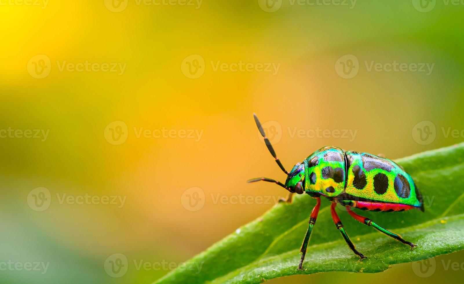 close up beautiful green ladybug on branch tree in nature at Thailand photo