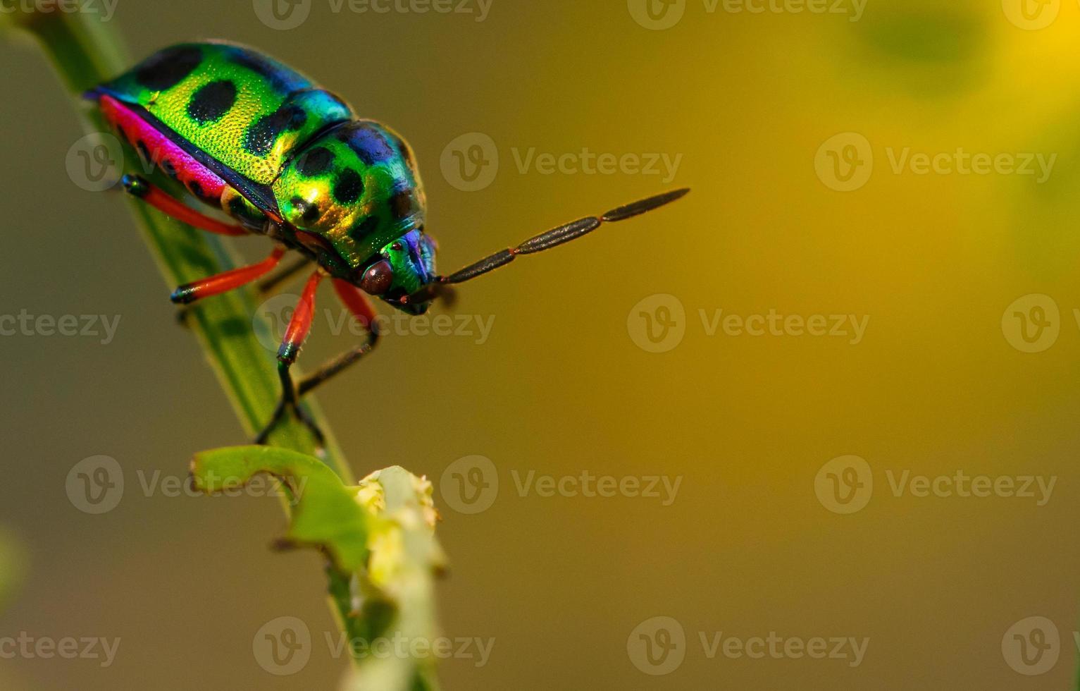 close up beautiful green ladybug on branch tree in nature at Thailand photo