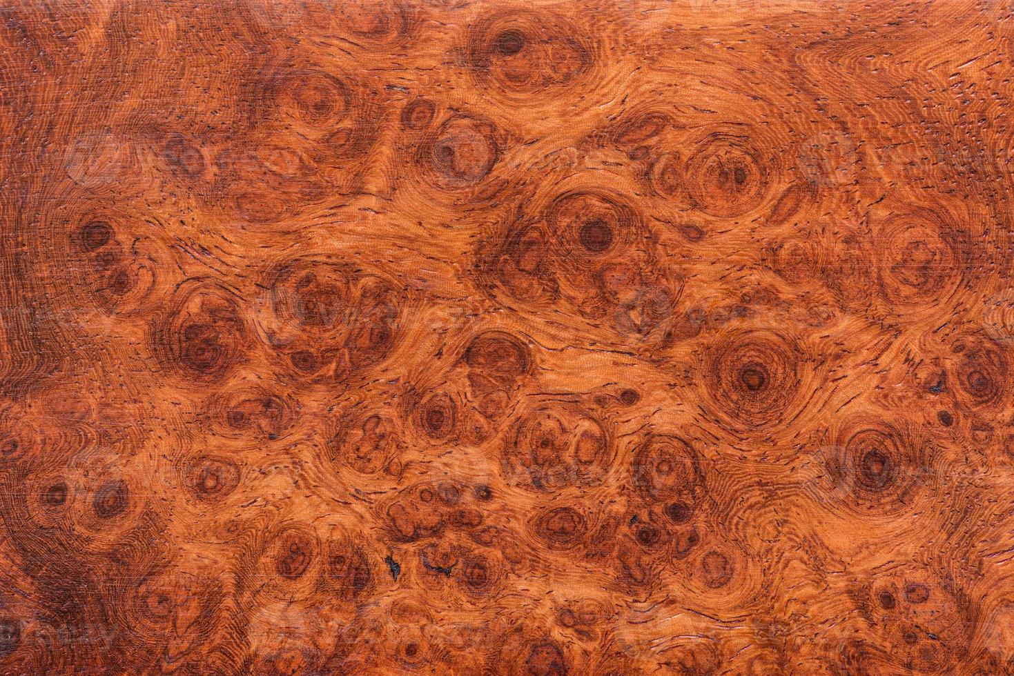 background and texture of Macro Ormosia wood photo
