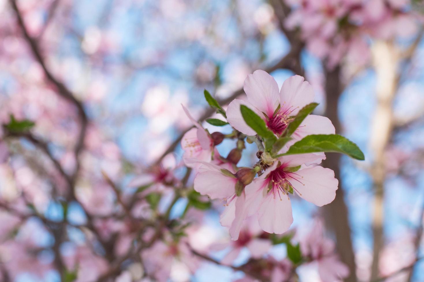 hermosa imagen de primer plano de la flor de cerezo rosa contra el cielo azul foto