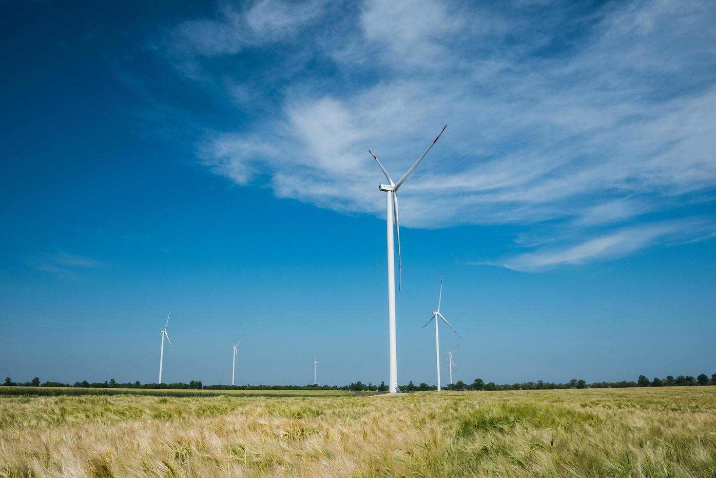 windmills for electric power production in the wheat fields against blue sky photo