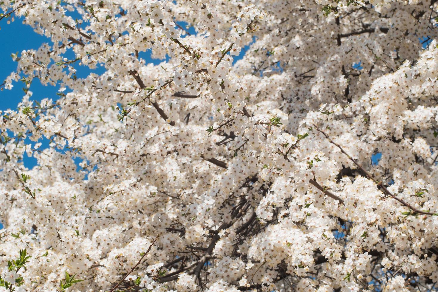 Close up of white cherry blossom photo