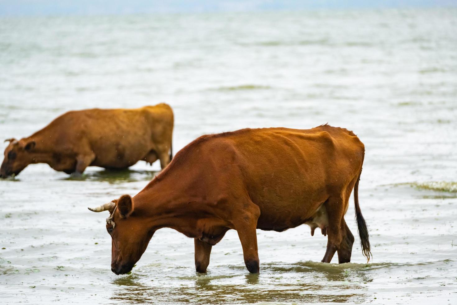 paisaje de un día desagradable con vacas pastan en el río foto