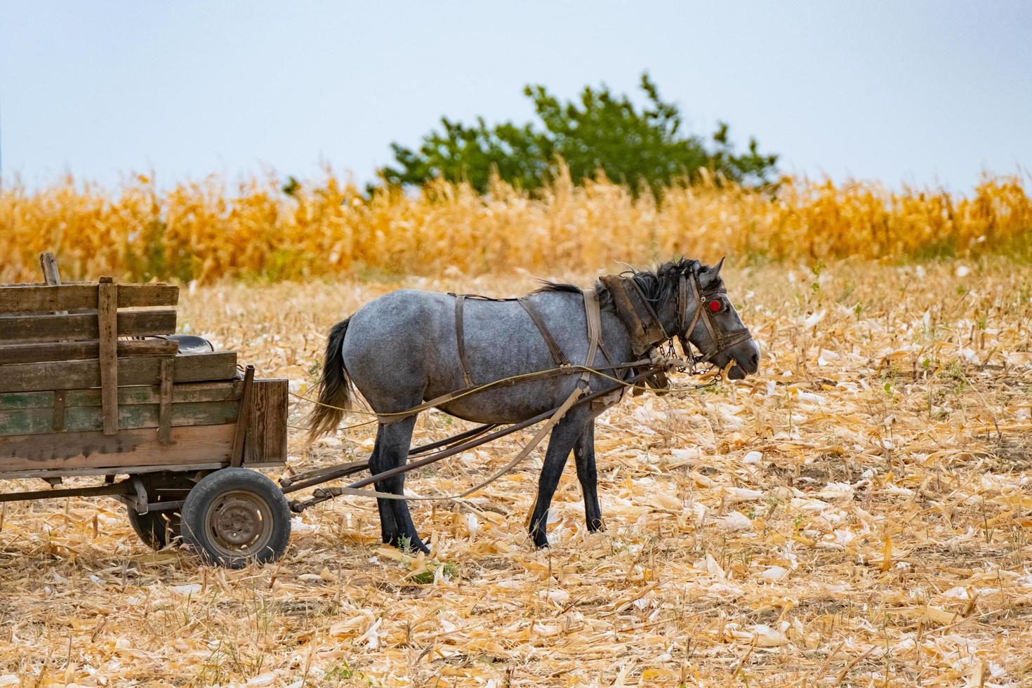 Autumn landscape with wheat field and horse with a wagon, corn field and horse in sunny day photo