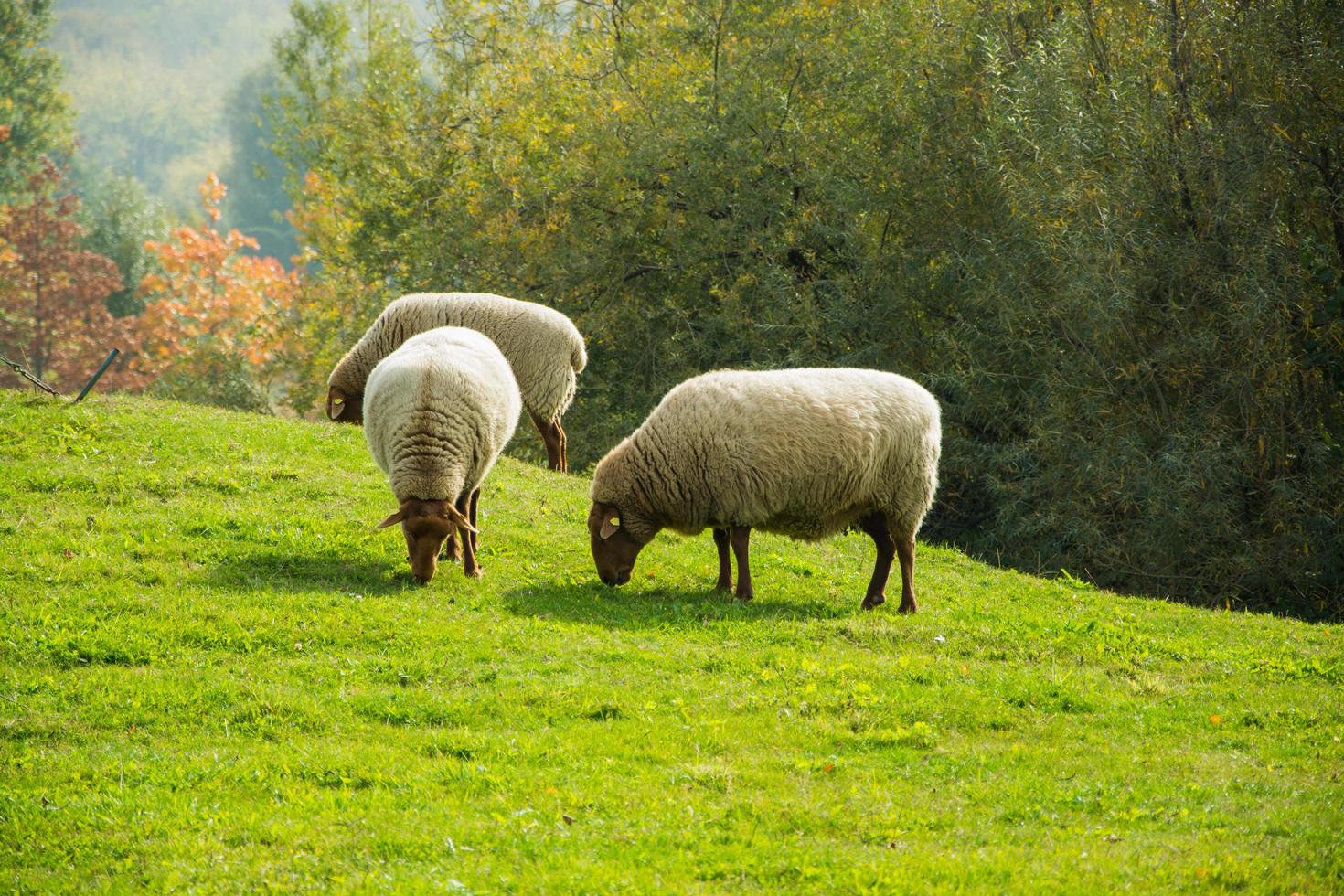 Farm with meny sheeps on green meadow photo
