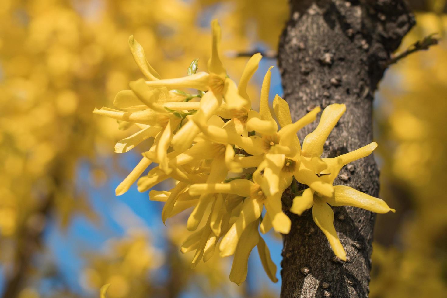 Close up of beautiful yellow blossom on the tree photo