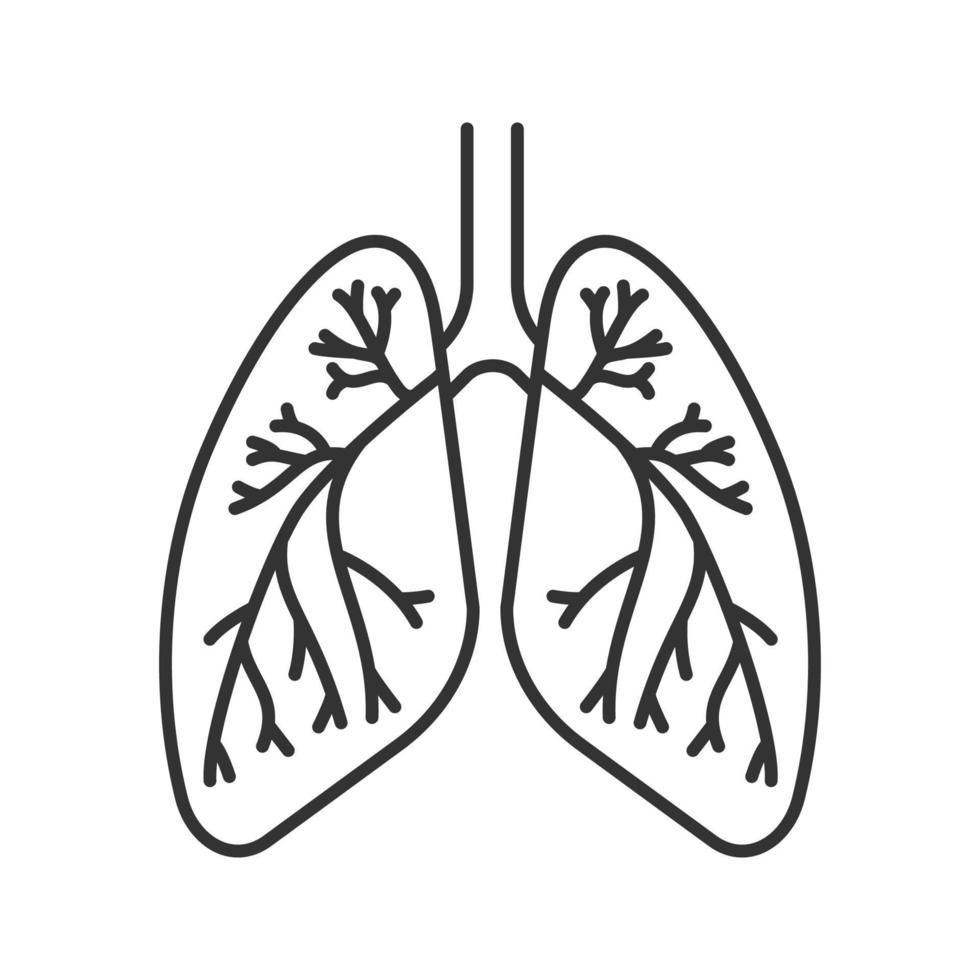 Human lungs with bronchi and bronchioles linear icon. Thin line illustration. Respiratory system anatomy. Contour symbol. Vector isolated outline drawing