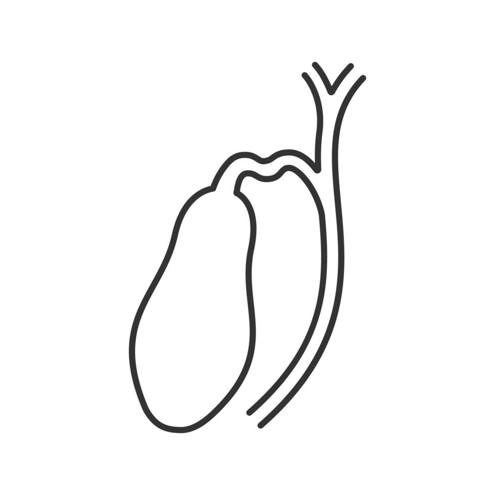 Gallbladder and ducts linear icon. Thin line illustration. Contour