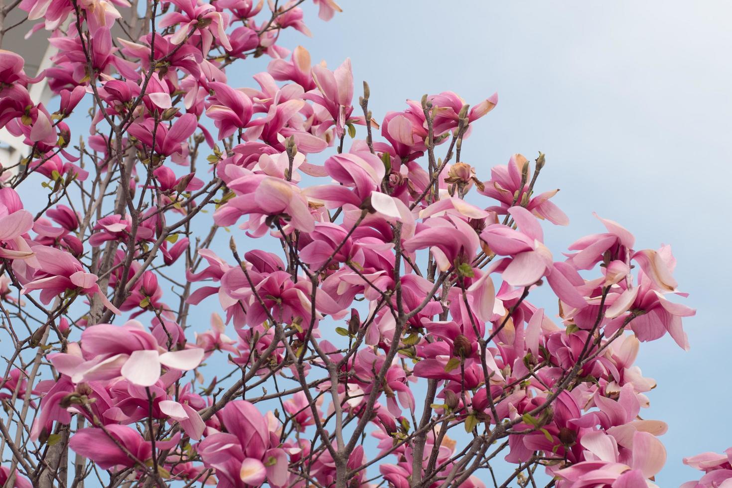 Close up of magnolia tree with pink flowers against sky photo