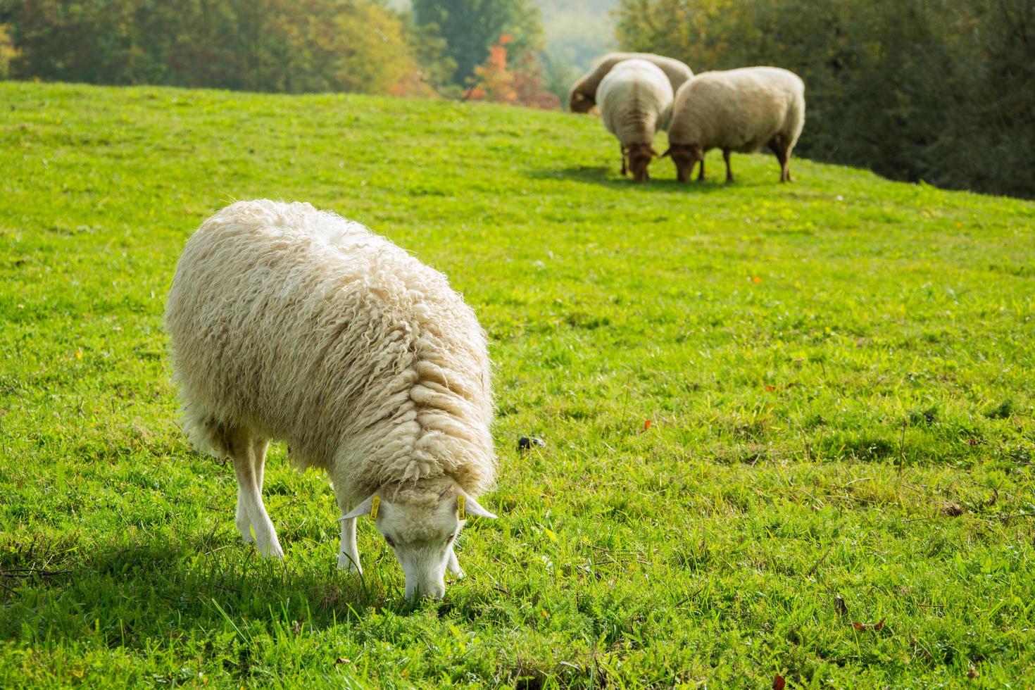 Farm with meny sheeps on green meadow photo