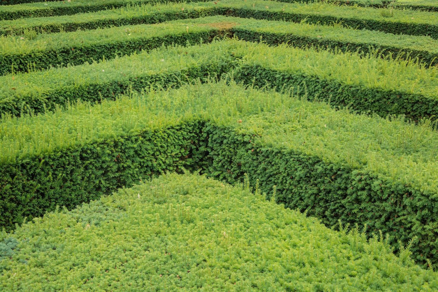 close up parts of modern gardening design, outdoors plants in summer time photo