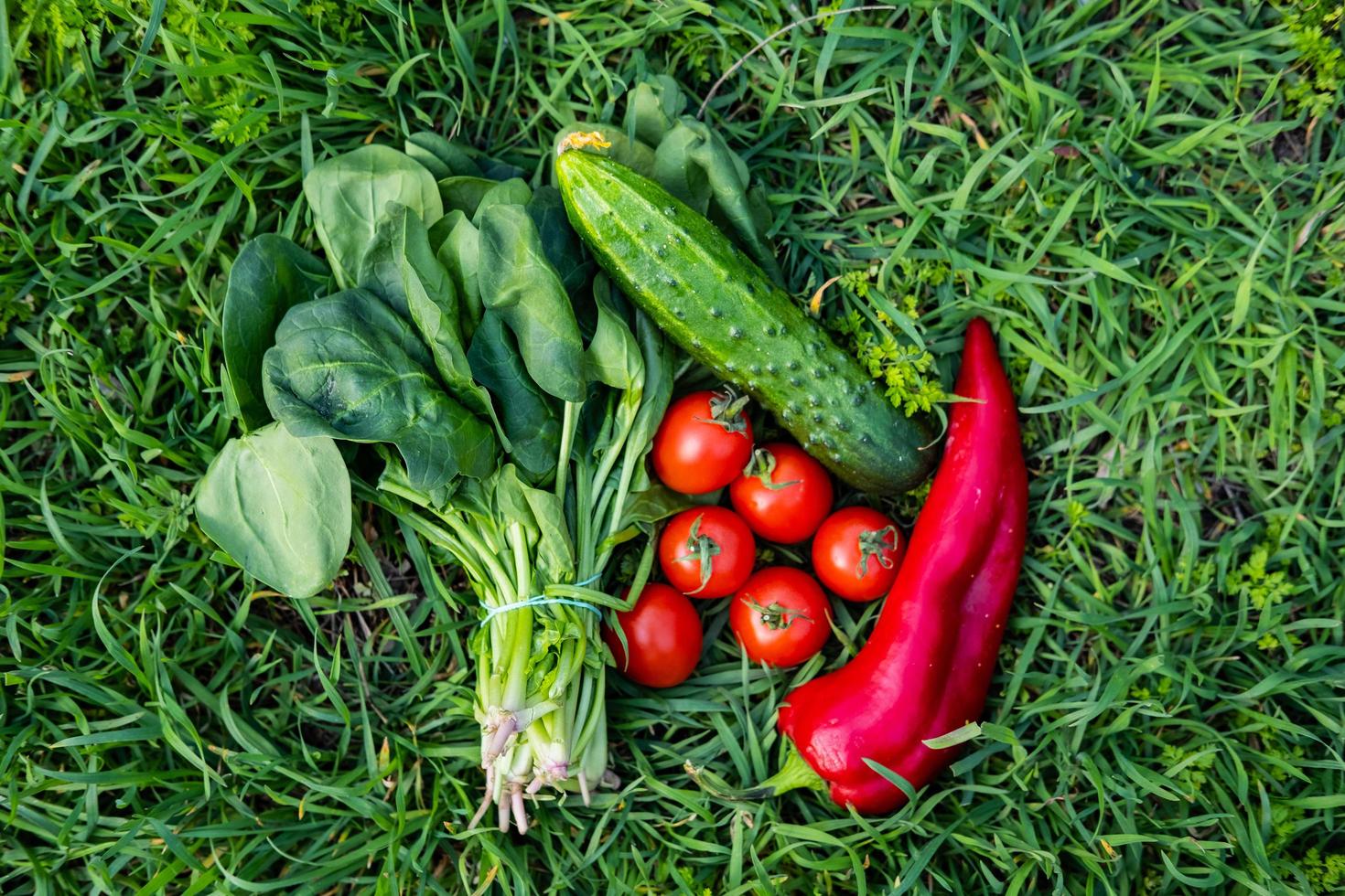 Close up of many fresh vegetables on green grass photo