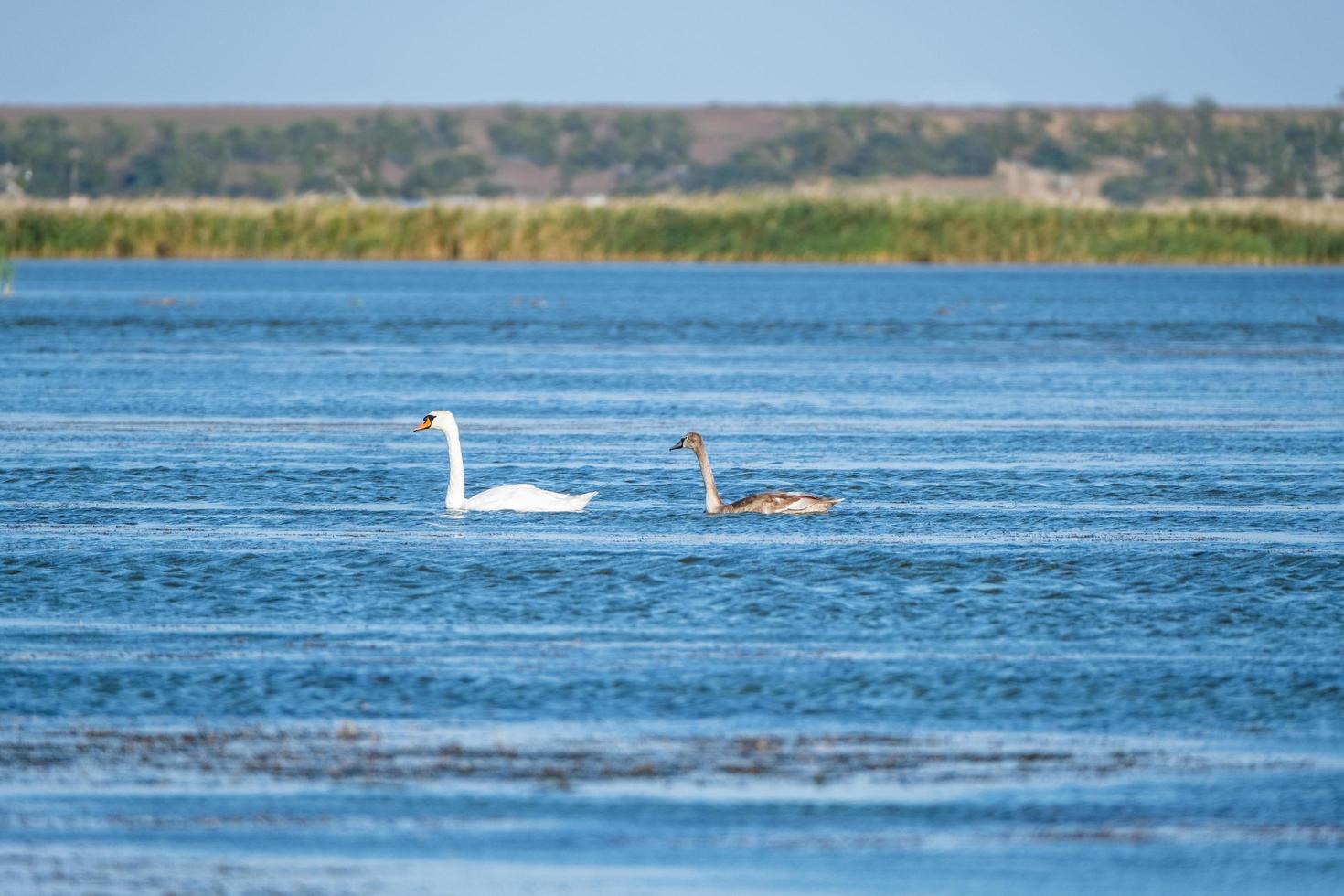 paisaje de verano con familia de cisnes en el estanque foto