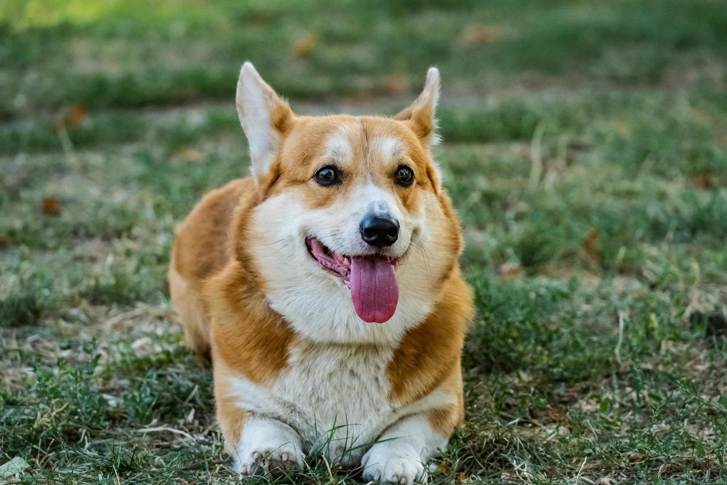 Close Up retrato de gracioso perro corgi en la hierba verde foto
